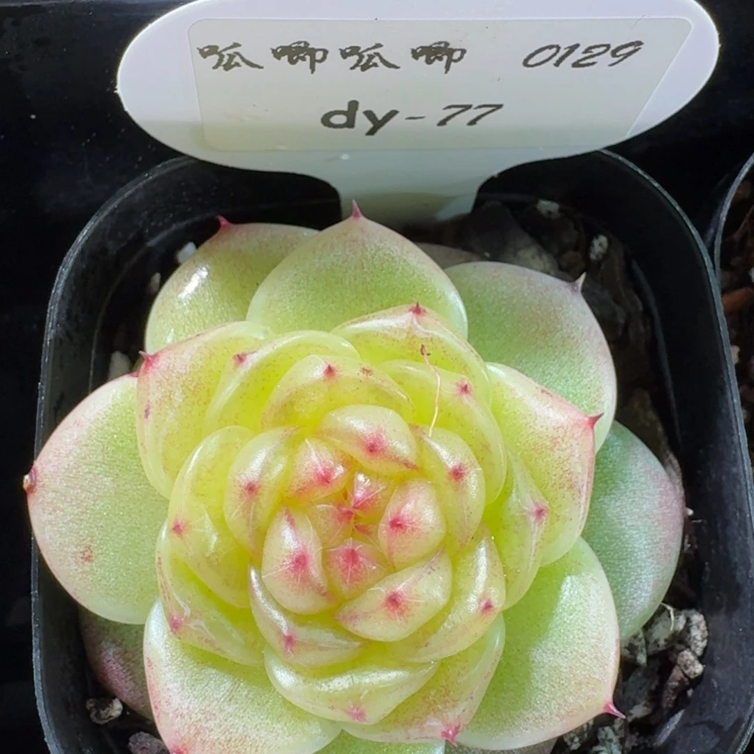 0129-071-无双珍妮