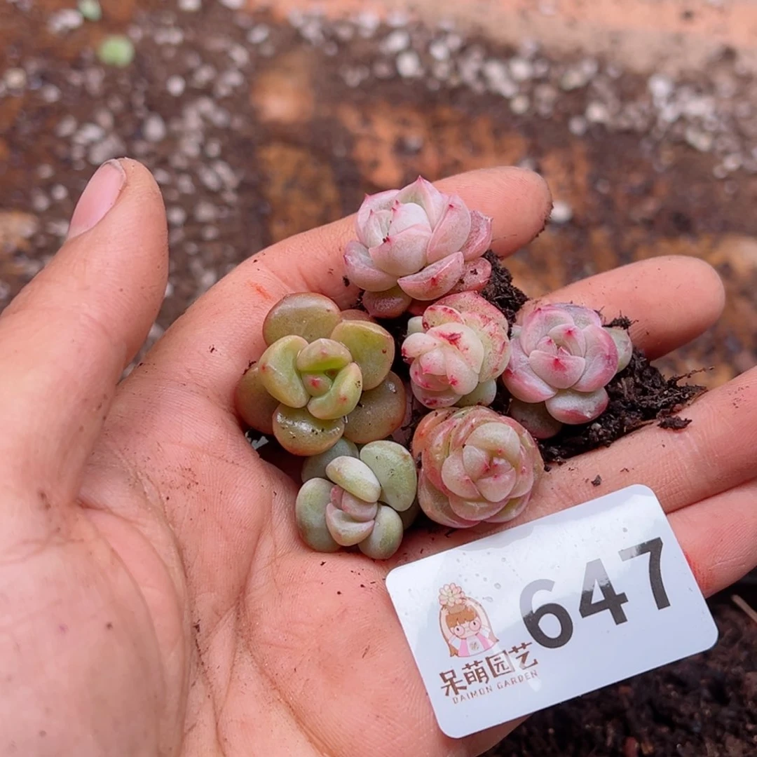 多肉植物多肉植物