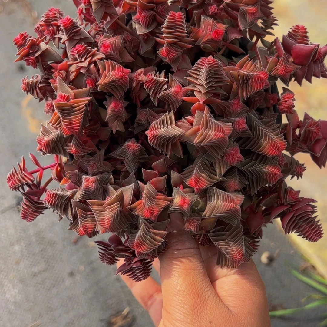 茜之塔多头群带盆土