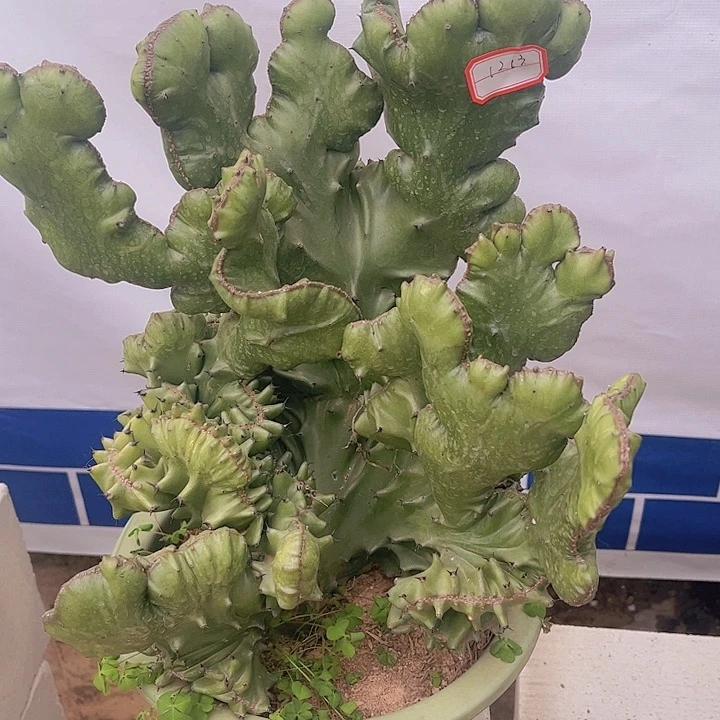 大戟科多肉植物玉麒麟108