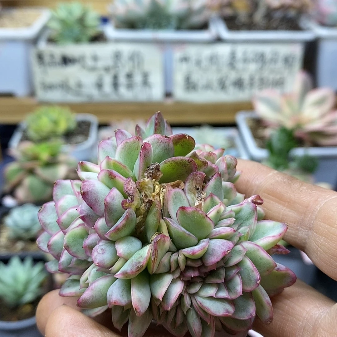 0158 金蝉覆轮锦缀头盖