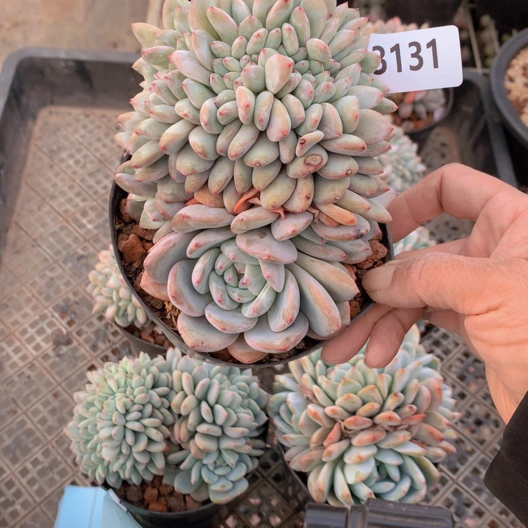 你***好3131缀满是什么事就不要