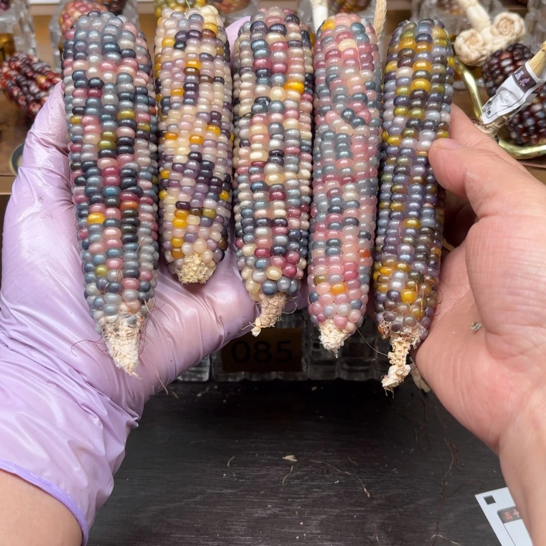 柏香籽/百香籽吊坠丫**哭