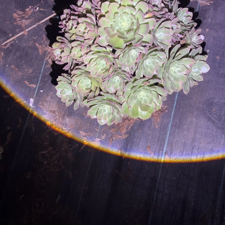 芒****莲花多肉植物花花