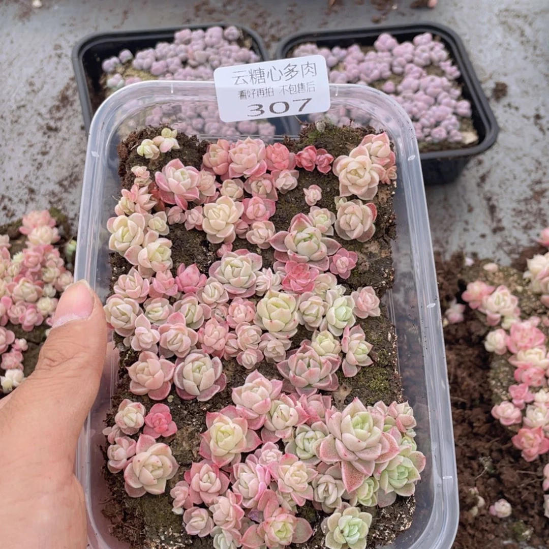 云糖心多肉植物307