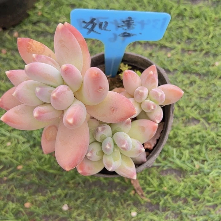 健健康康平平安安