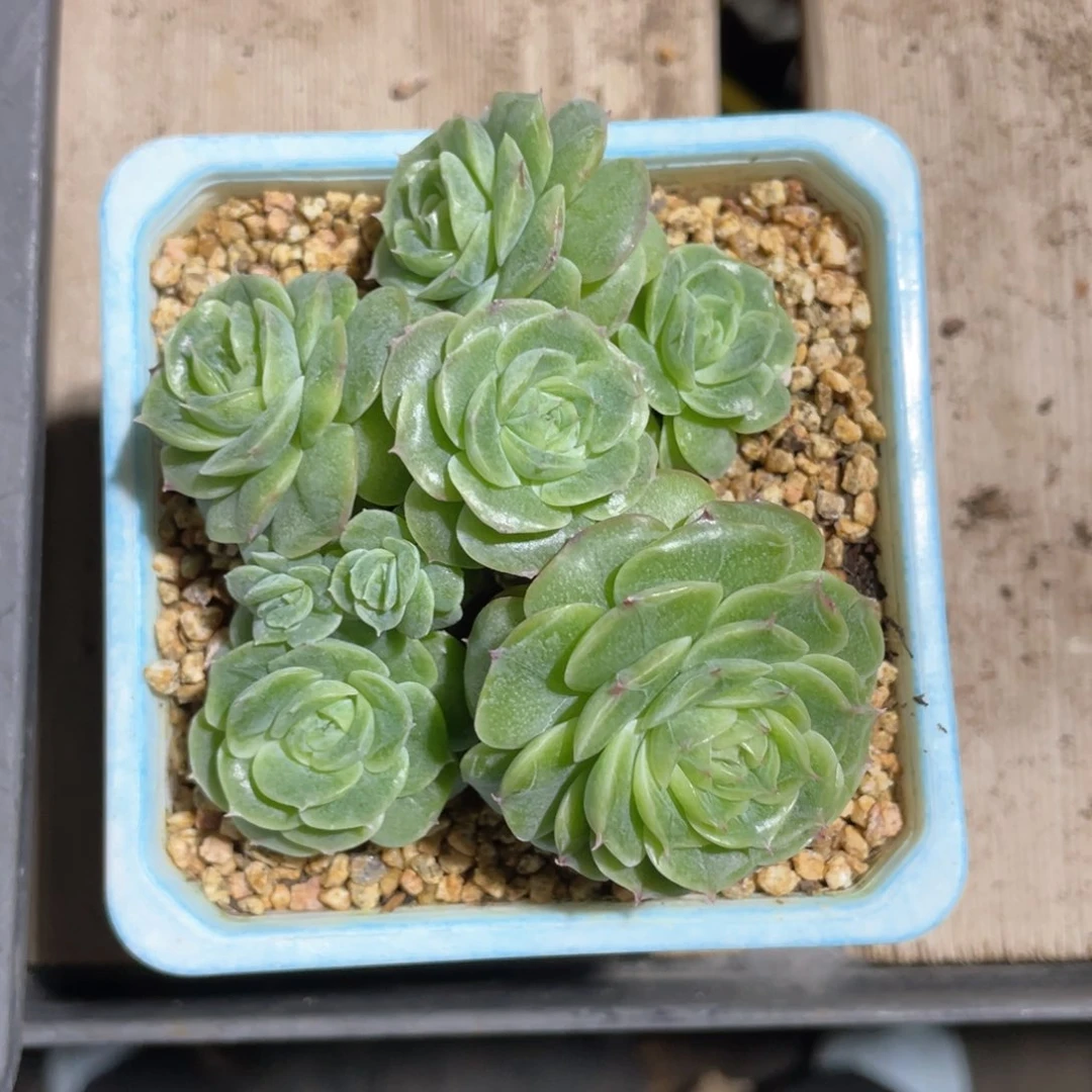 优选荧光青鸾1237