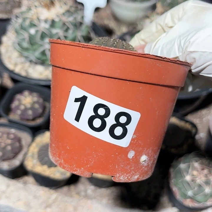 哭*1111114444444444