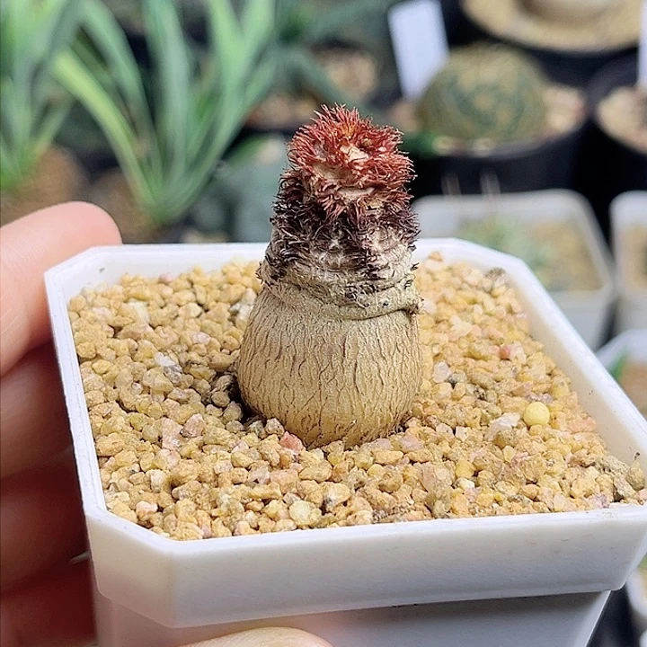 小****莓象鼻大戟实生球