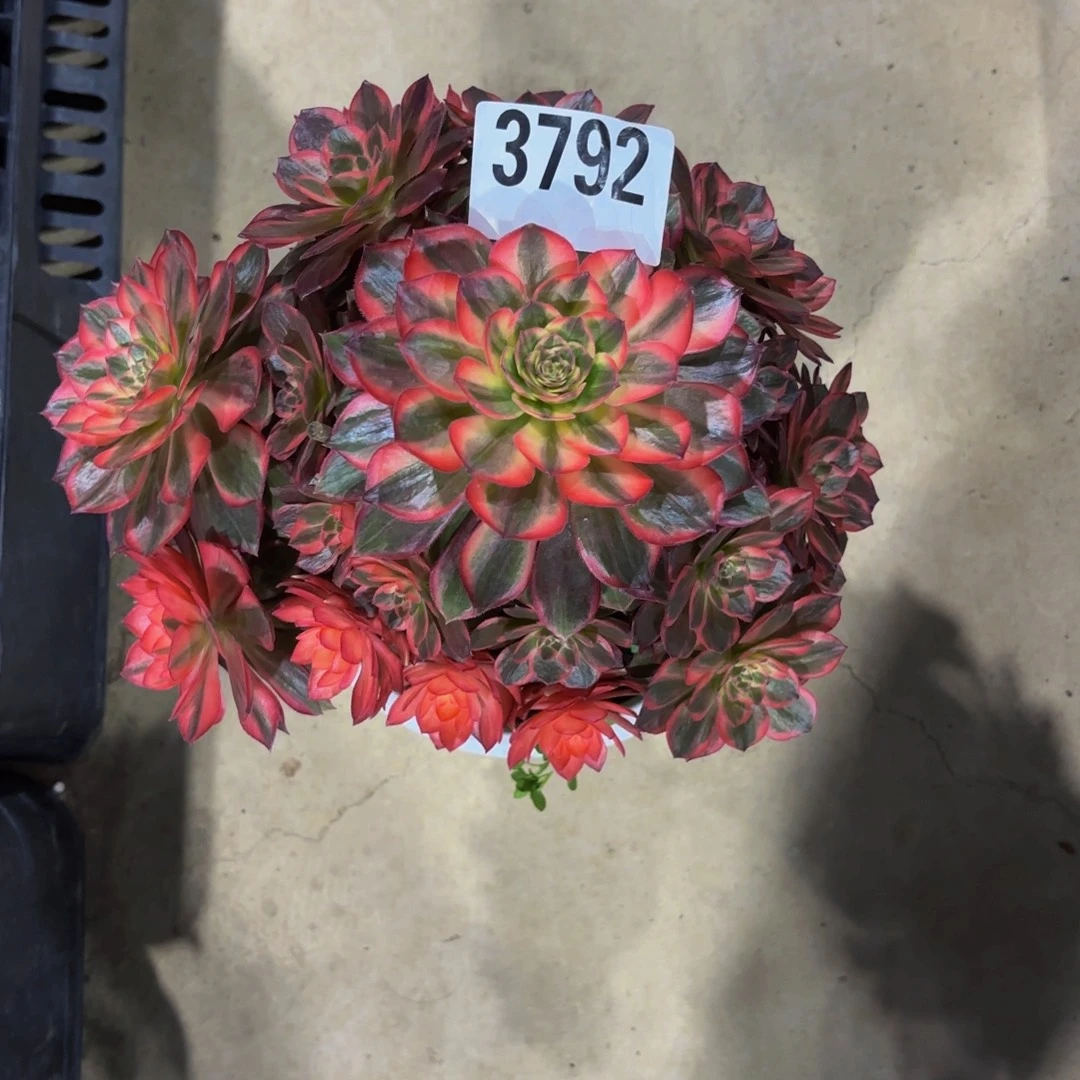 无花朵3792黑魔锦111111