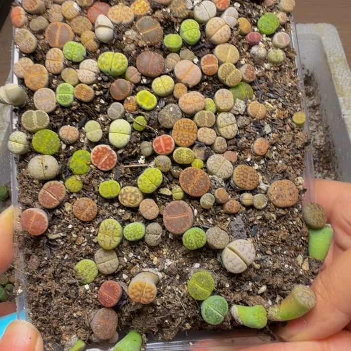 树*多肉植物的生长132
