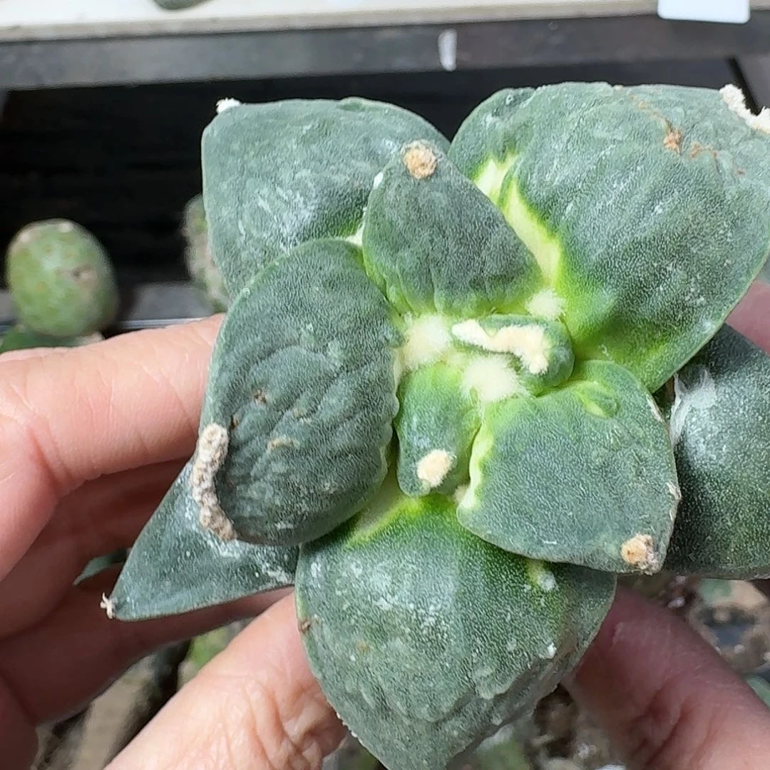 全部花朵达摩怒涛牡丹带锦103