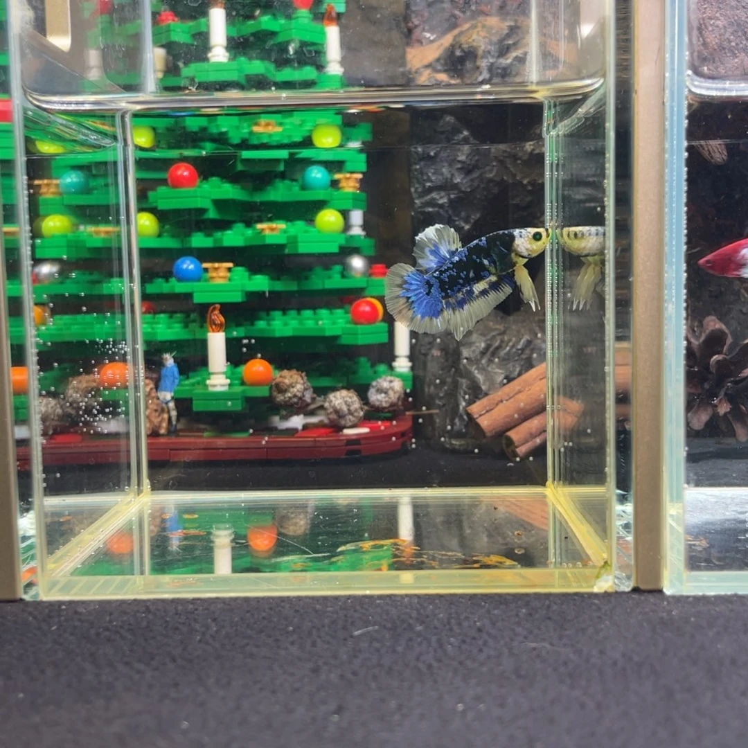 斗鱼十二月二十九日竞价