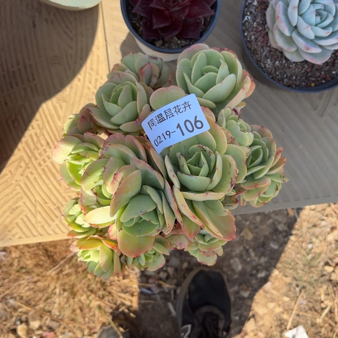 同温层多肉106碧桃