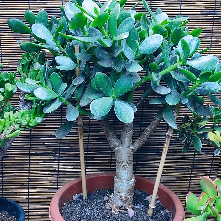 无花朵青叶玉树一物一拍多肉植物