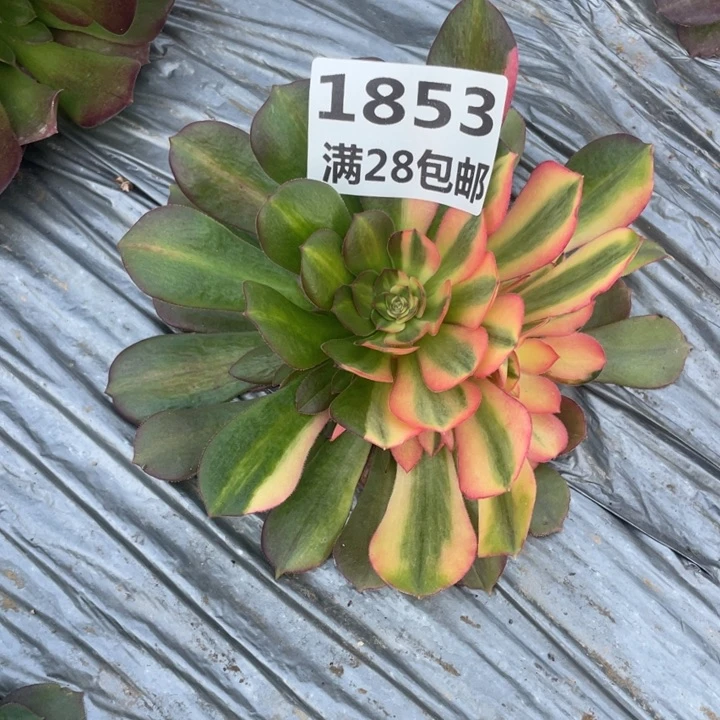 美**放1853二号棚七彩多肉植物M