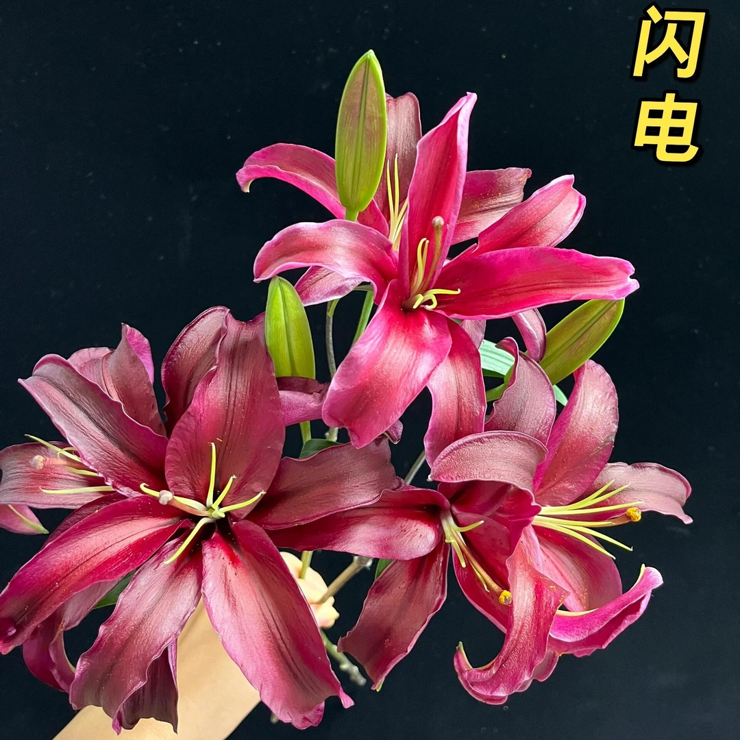 老七花卉【闪电】香水百合云南基地直发