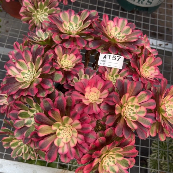 157红铜超白朵朵28厘米左右