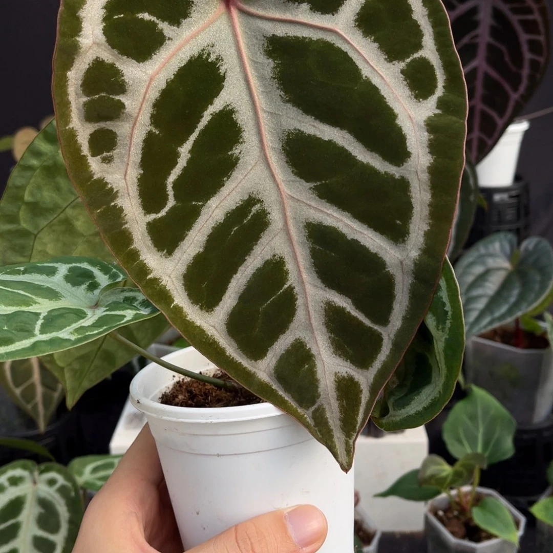 完全开放辛德瑞拉