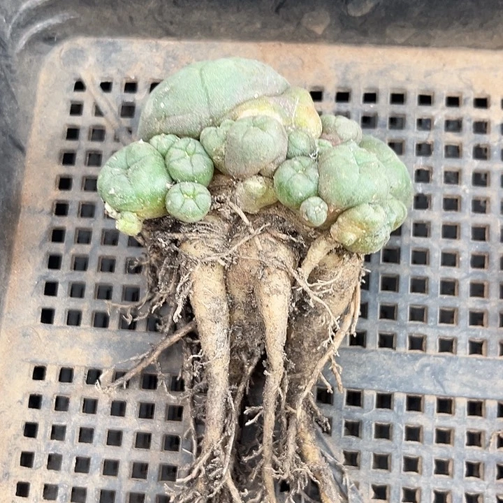 当前无花朵，栽培后可花朵