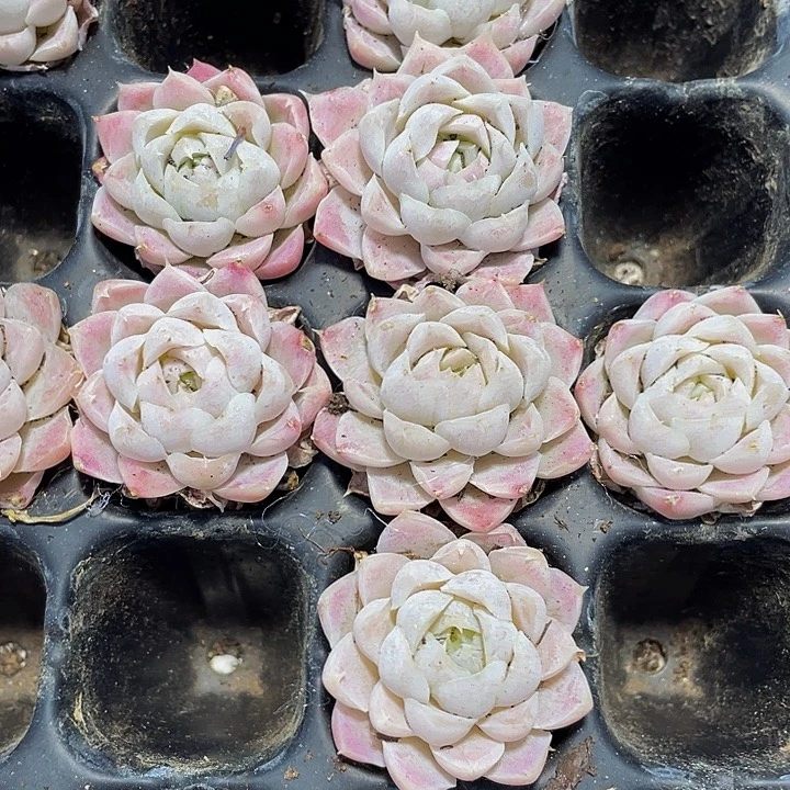 小单头白女王1.5带土