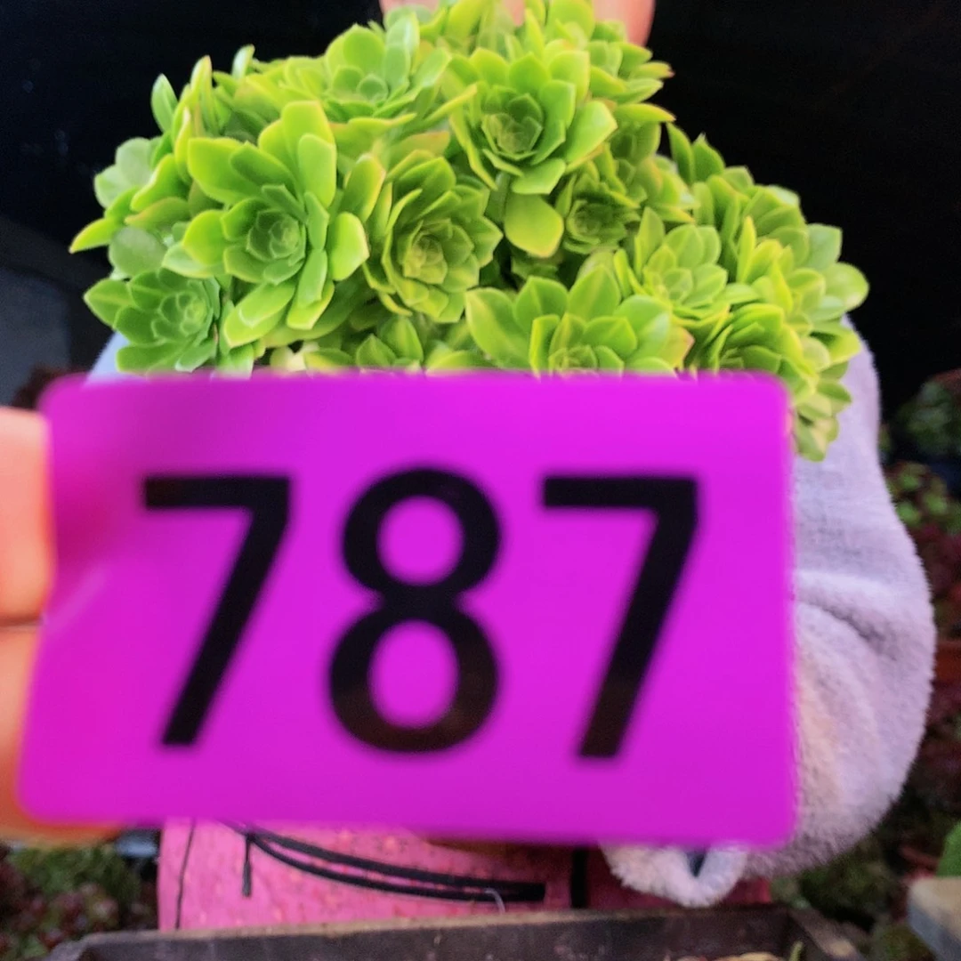 sssssssssssssssssssssss787
