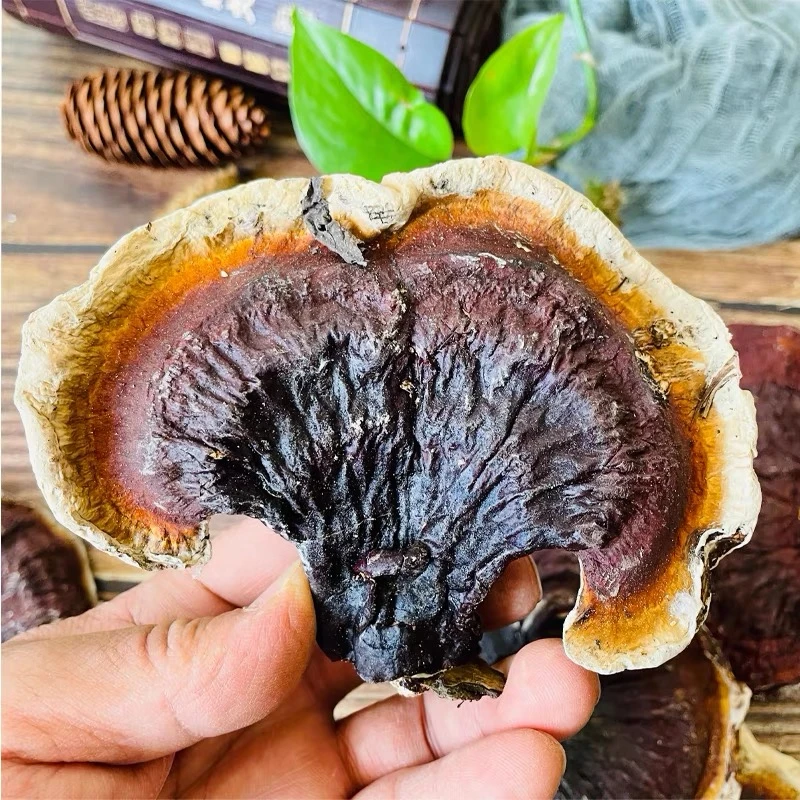 现收山货 松山白肉灵芝 250克/500克土特产食用农产品 可搭配枸杞