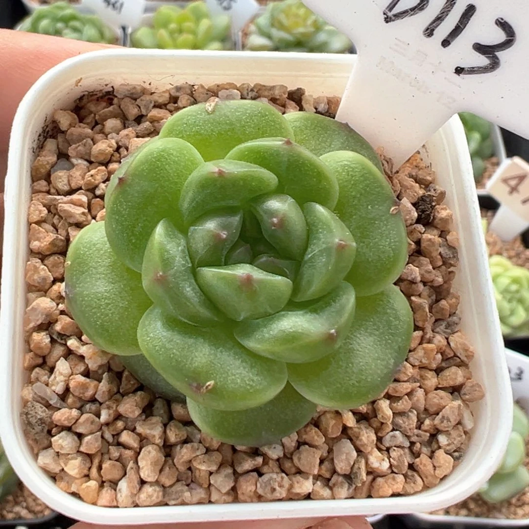 113号同款珍妮 晗雨多肉