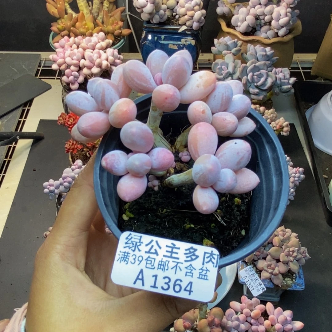 364香水手指奶多肉7c m