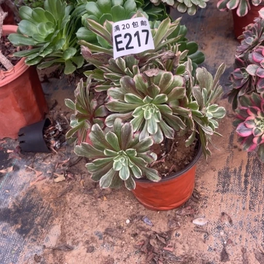 217水墨画不包断枝