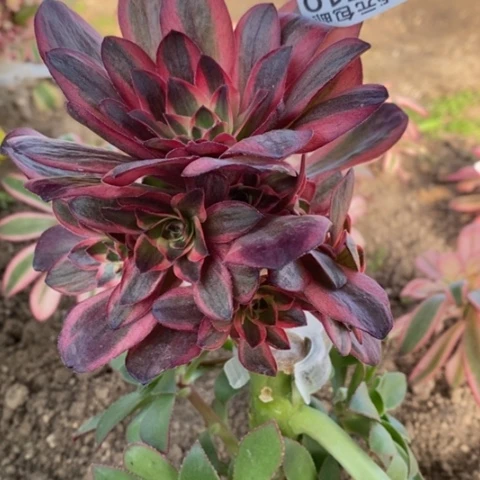 510嫁接魅金玫瑰锦砍过满25包邮多肉