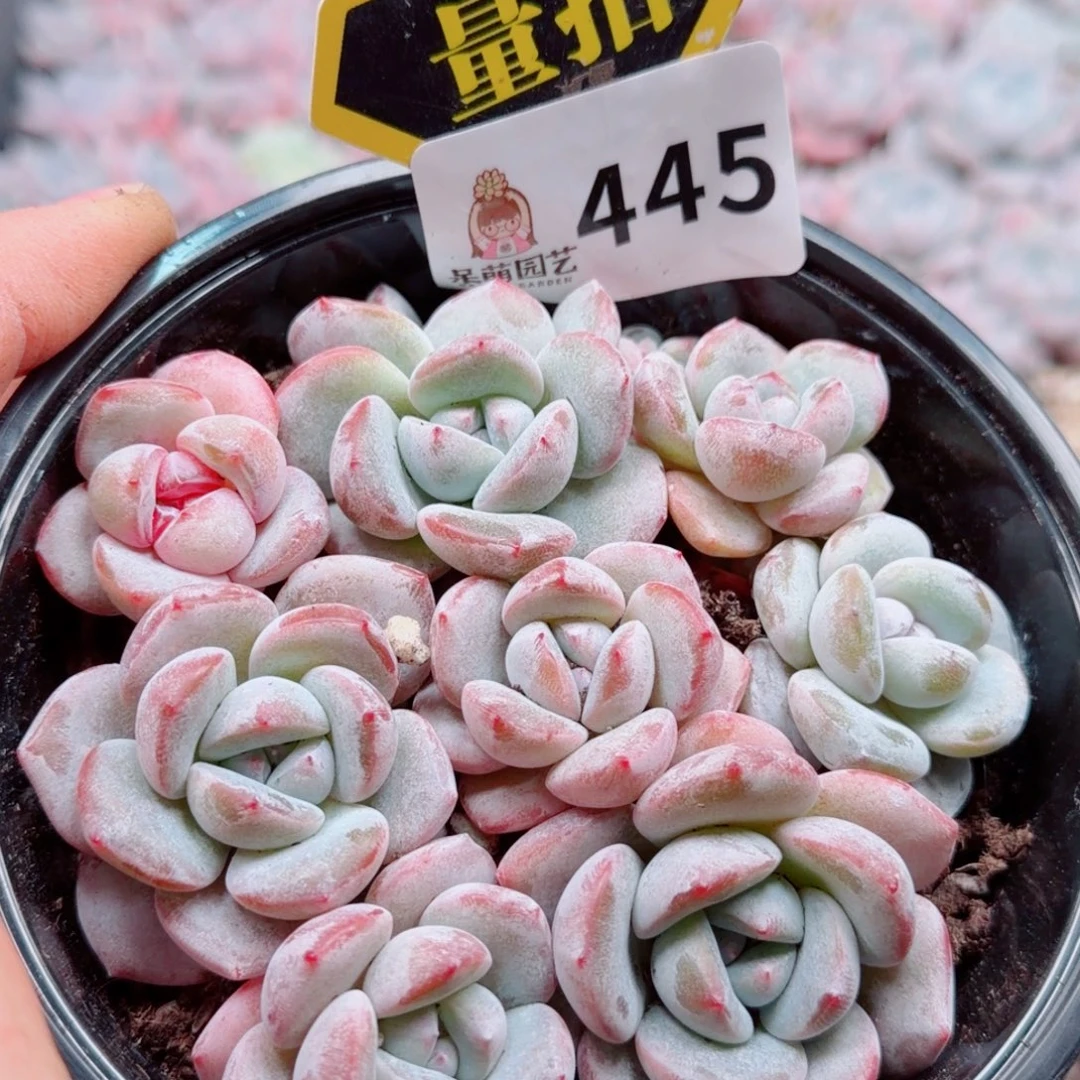 多肉植物多肉植物