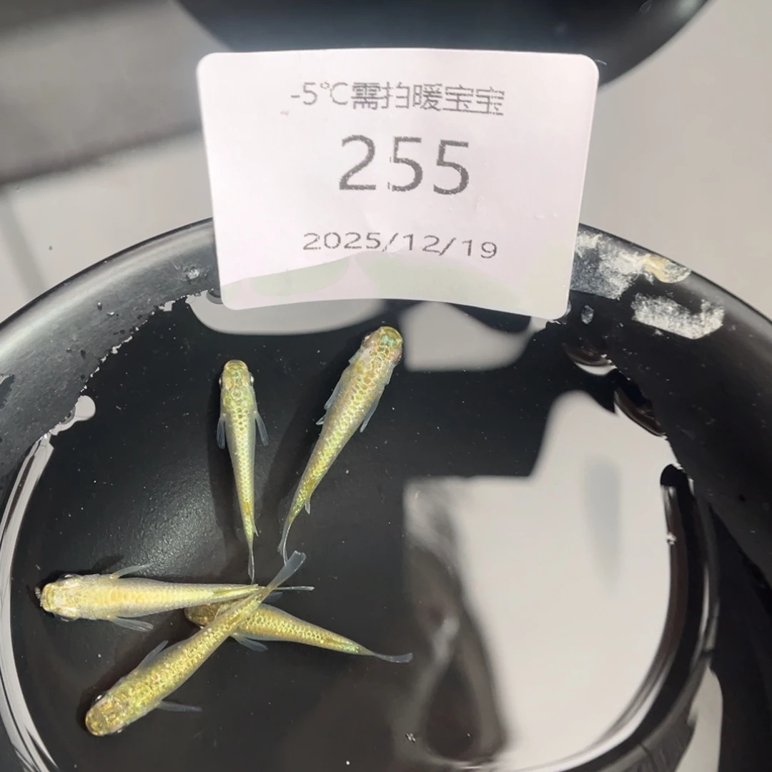 青鳉鱼255加布里埃尔五尾