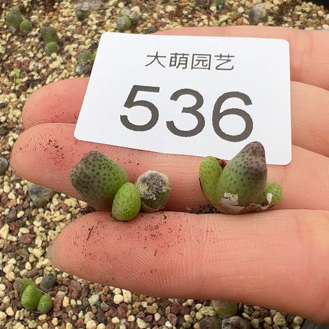 0000536量拍园艺955D大型斑马3头1颗