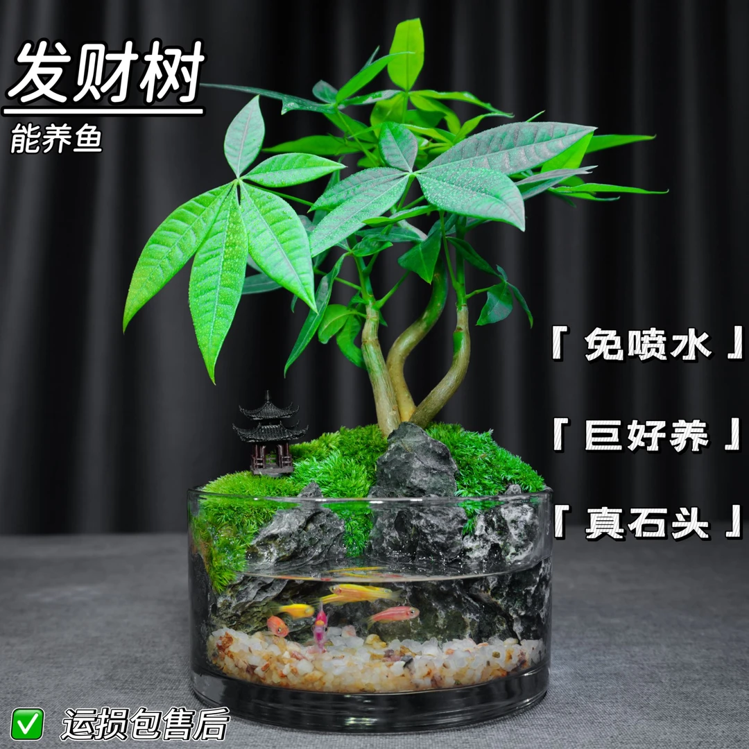 新品【发财树】桌面绿植山水缸可养鱼苔藓微景观室内盆栽成品