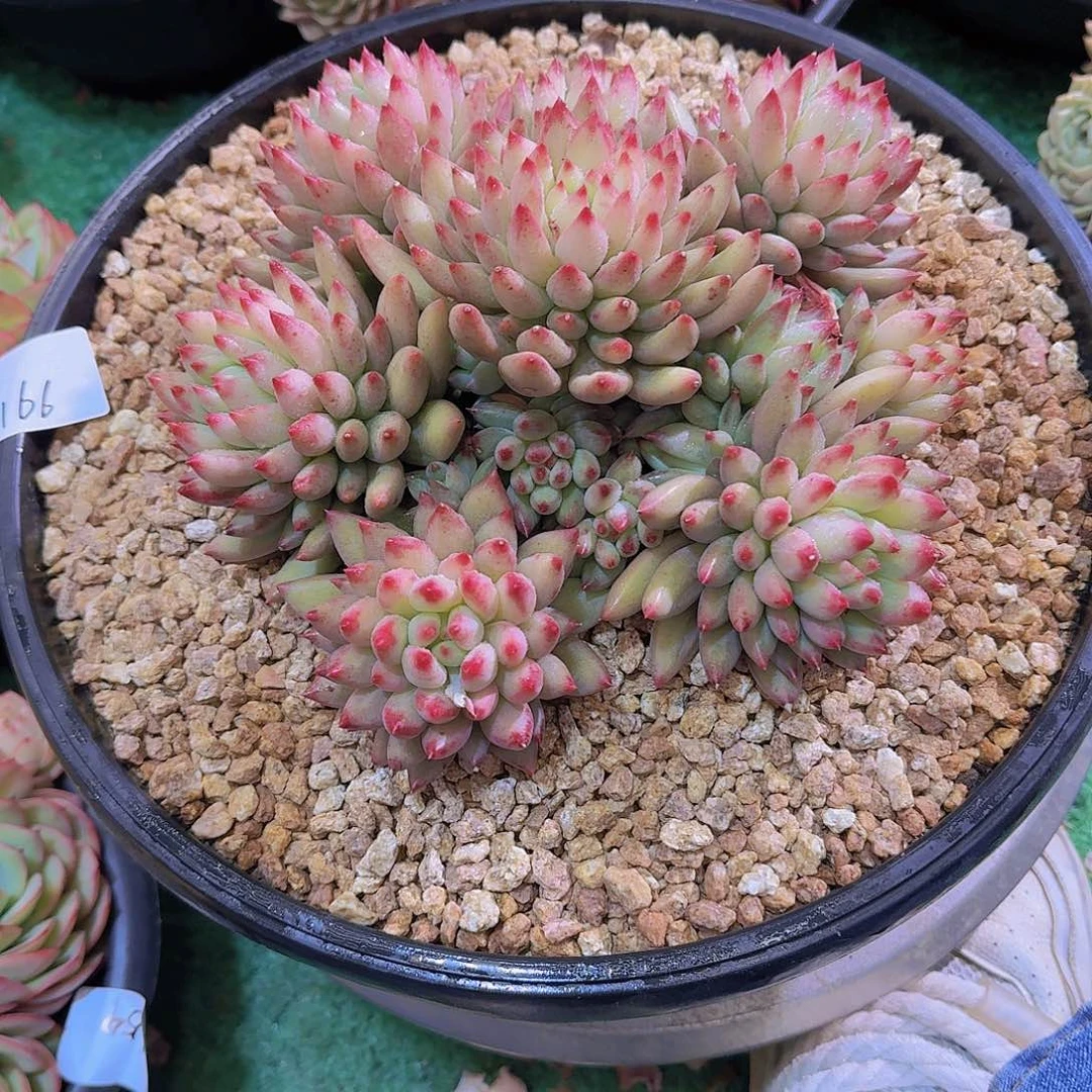 前**事2166二代鱼多肉植物
