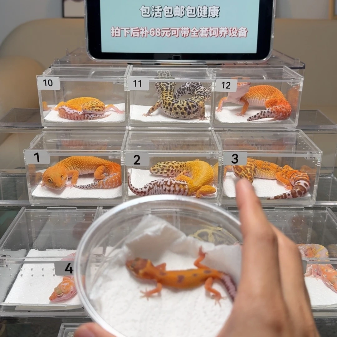 豹纹守宫暴龙母温