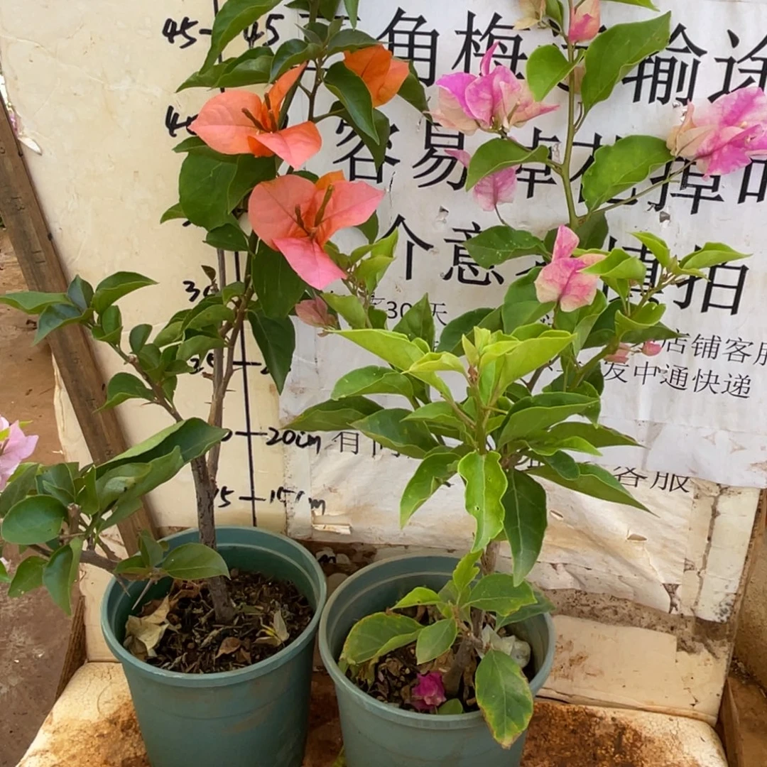 当前无花朵，栽培后可花朵49h2
