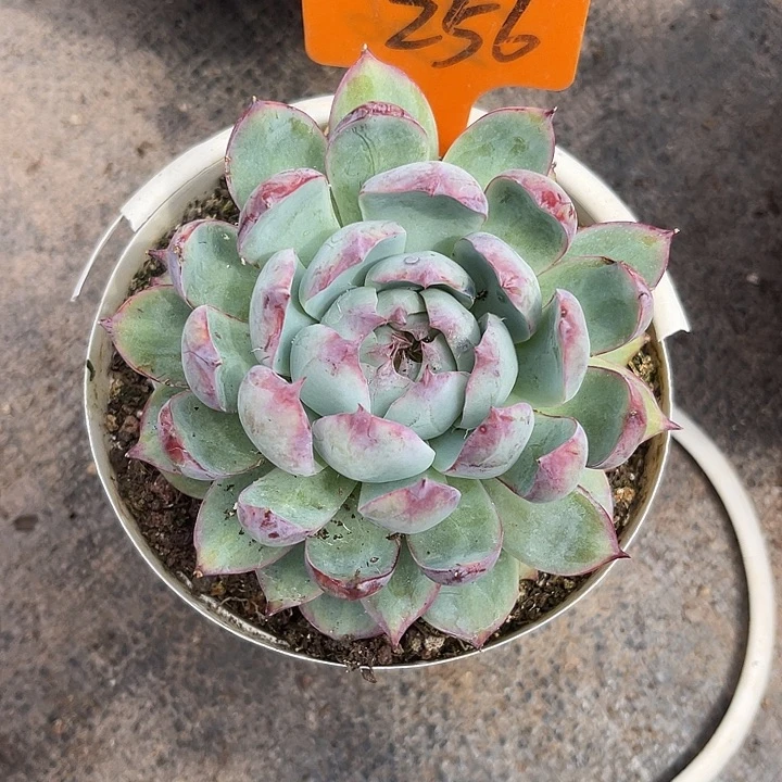 小***语晨语多肉，一物一拍256