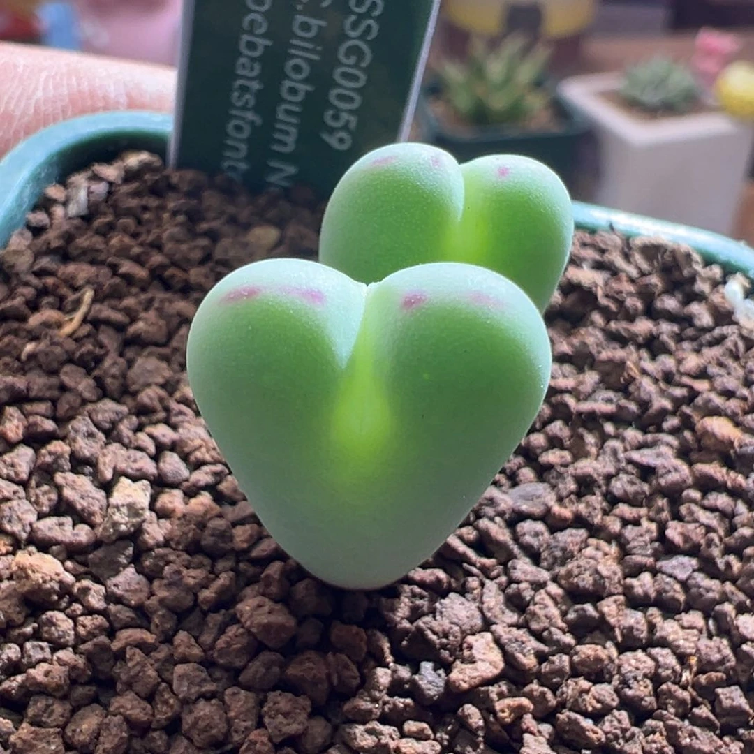 863优选ssg0059龙猫少将