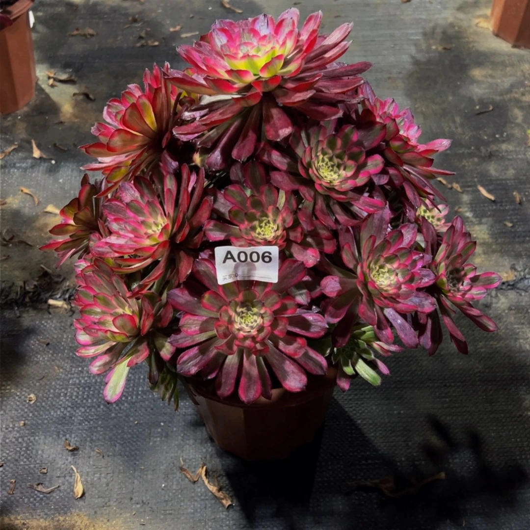 ?****?006腹轮锦，多肉植物