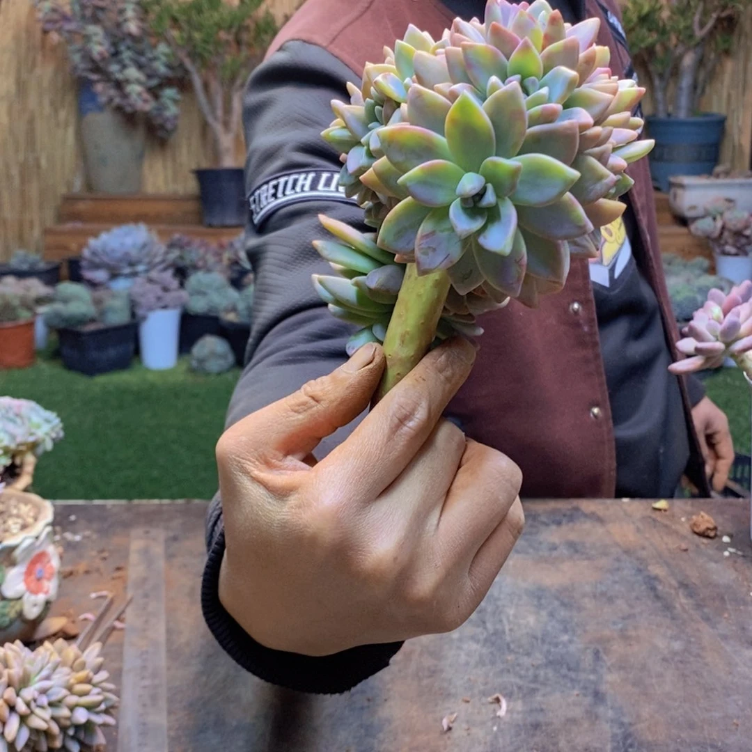 用****7133号淡雪缀多肉