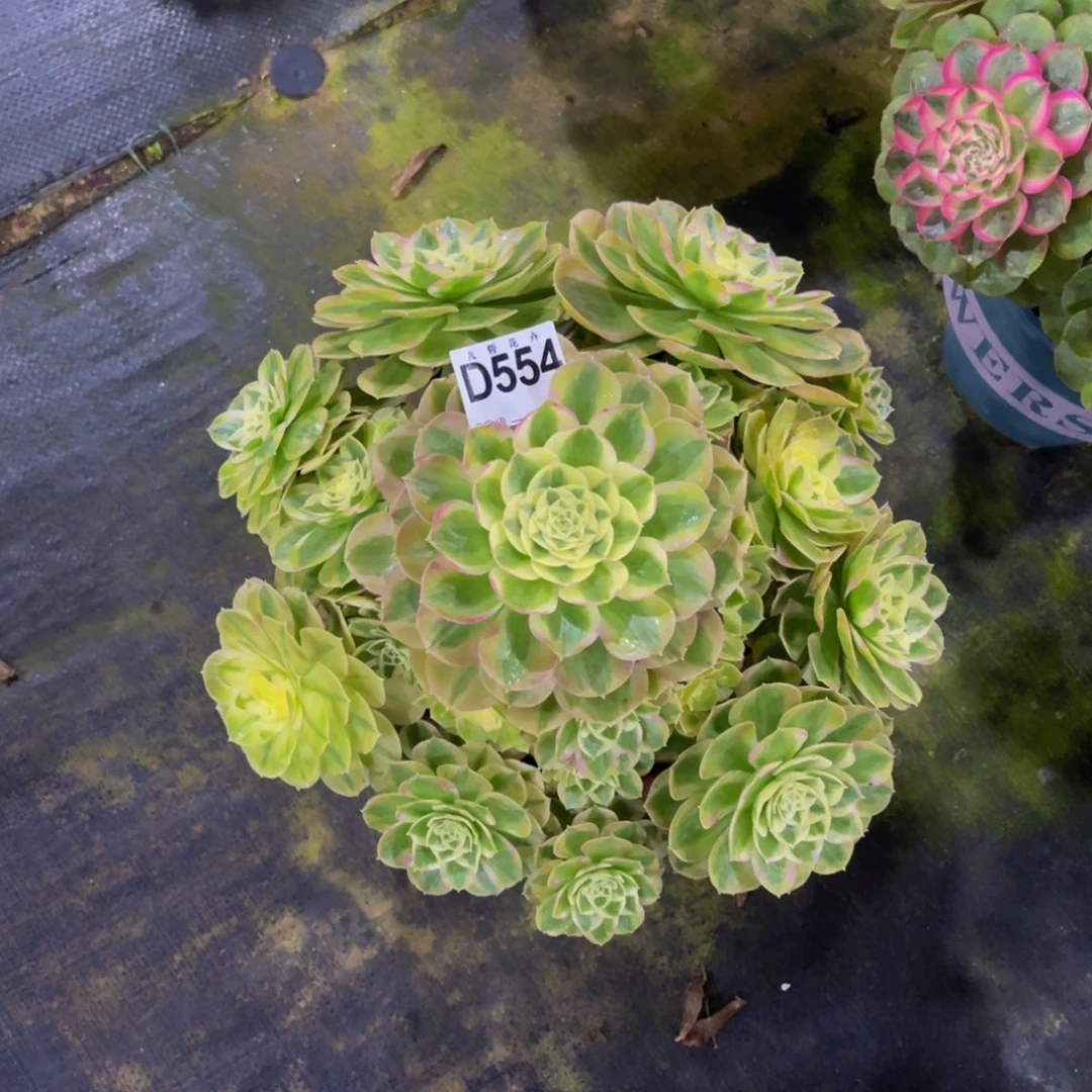 55400火龙果福利可以拍