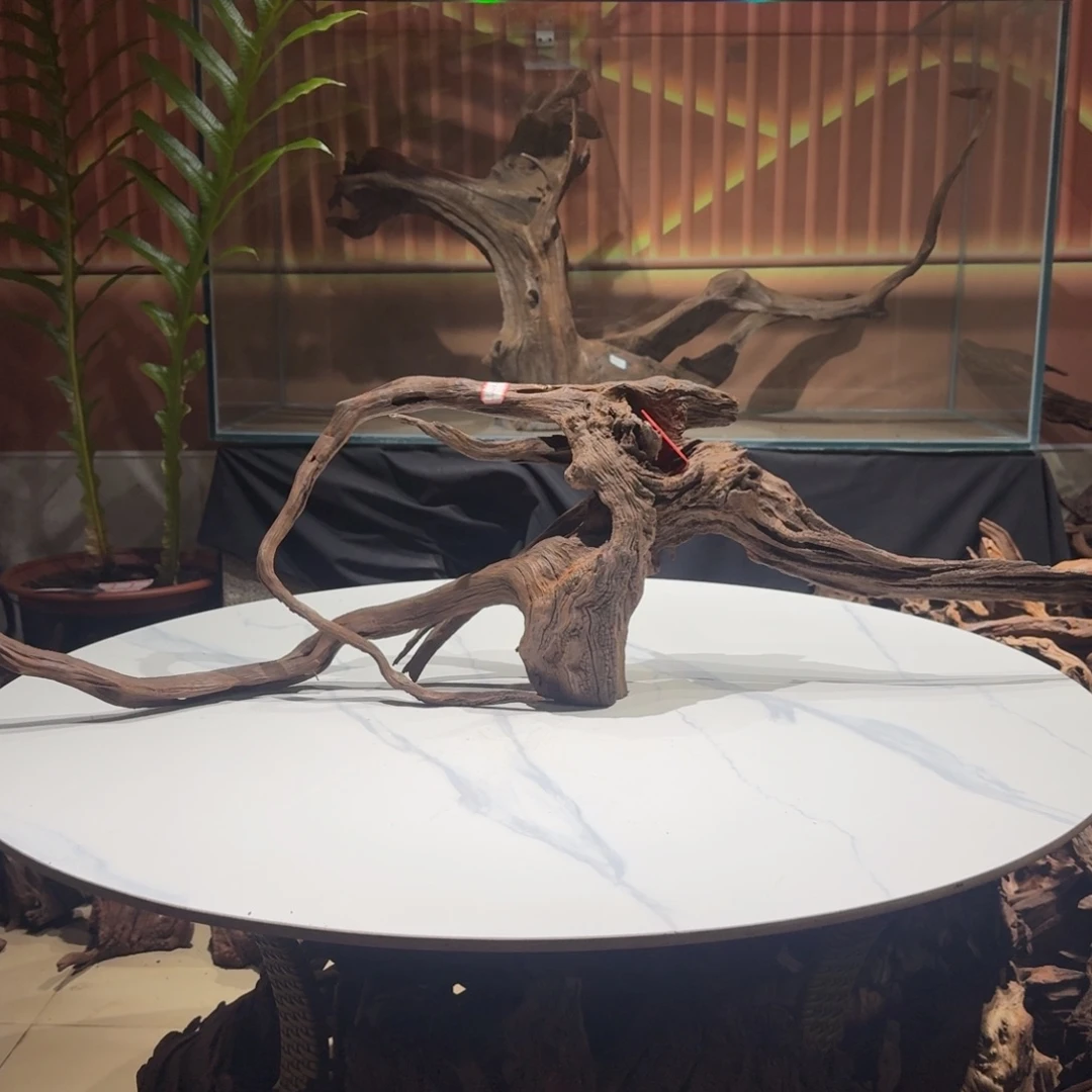 平***安香榧木鱼缸造景一物一拍