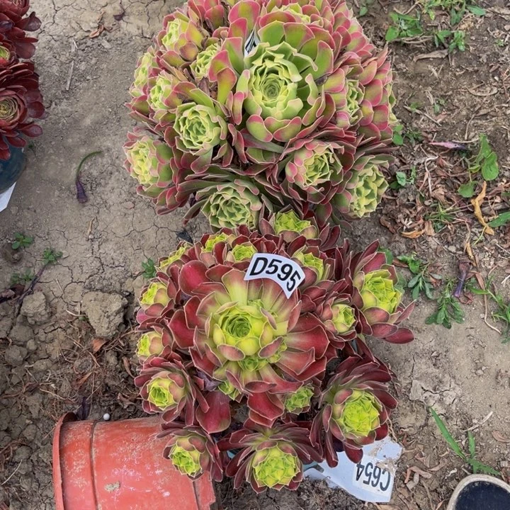 两盆法师13/外包邮