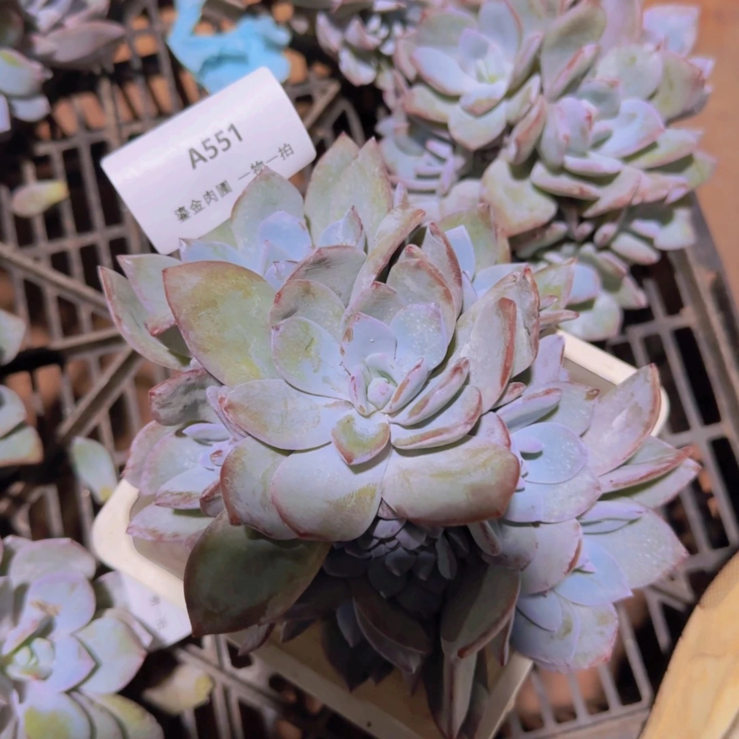 A551奶茶群生带缀