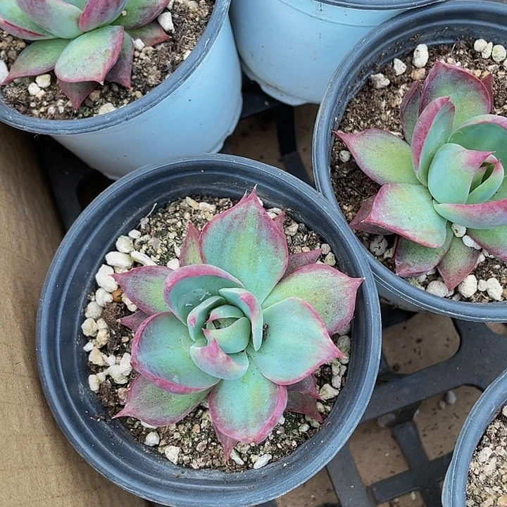 90盆大惊鸿带盆土发