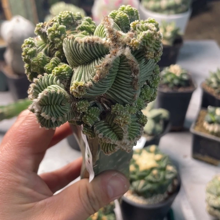 星***y768五星花龙一个群