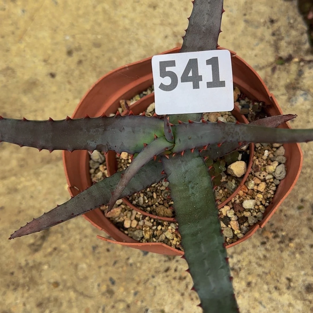 【闪购商品】家**宝块根植物