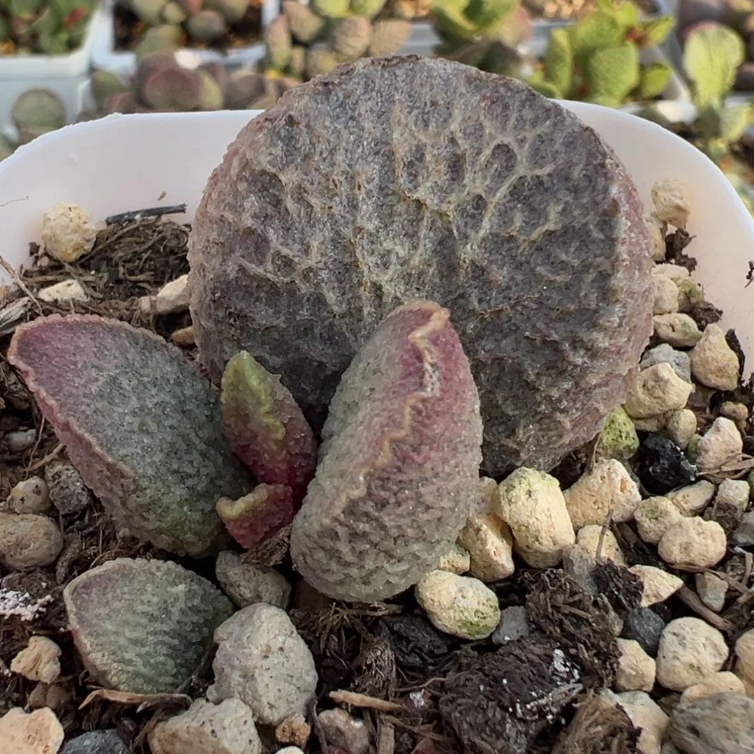 哈莫猪肝大苗多肉植物